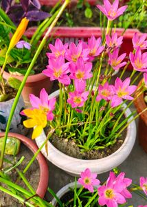 Rain Lilly 3 colours (pink , white, yellow)