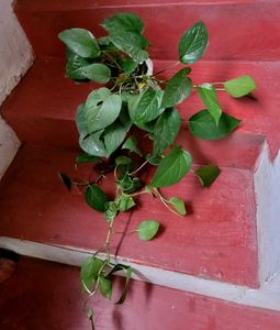 Set 2 Money &amp; Dieffenbachla Segulne Plants