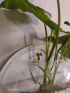 Wall Hanging Aquerium