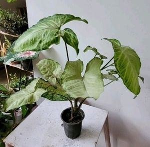 Pack 2 arrowhead plant 🌵 &amp; pot