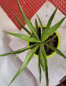 Agave Attenuata Small  Heat Tolerant &amp; Pot