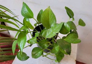 Evergreen Money Plant&amp; pot