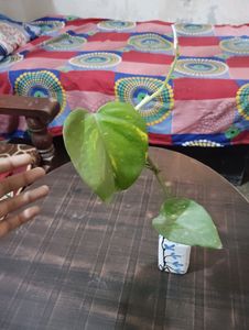 Glass Bottles With rooted Money Plant