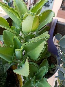three plants combo