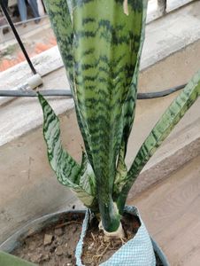 7 Indoor Plants