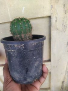 Ball Cactus Healthy Plant