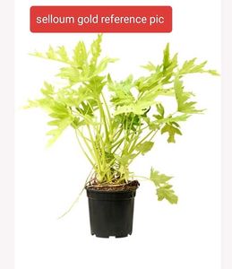 mix combo with 2 flowering plants.