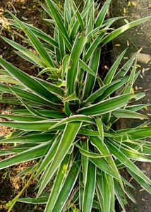 combo of 4 plant