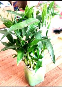 Bamboo Plant