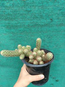 Mammillaria Elongata Cactus Plant