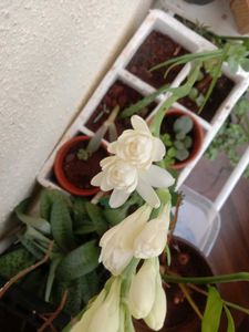 Plants Combo