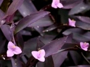 2 Set 🪴 arrowhead vine &amp; Purple Heart 🌴plants