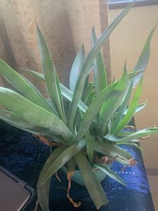 Agave