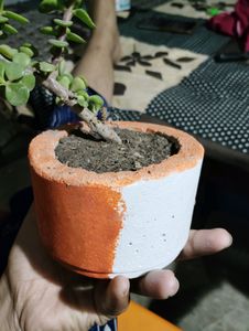 Jade Plant With Pot