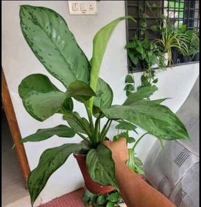set 2 dieffenbachia segulne &amp; UJJAISEEDS