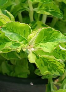 Two Varities Of Devil's Backbone &amp; Mexican Mint