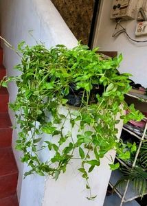 Pack 2 Zabrinic &amp;.Tradescantia fluminensis plants