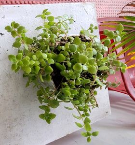 Pilea Depressa/Plant🌵&amp; Pot