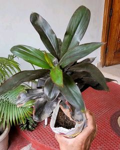 Syngonium Plant 🌵
