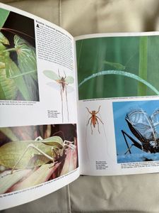 Insects - Children's Treasury of Knowledge