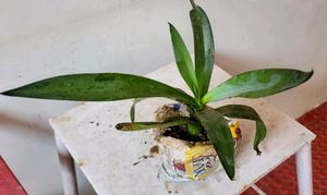 Agave Attenuata  Plant🌵