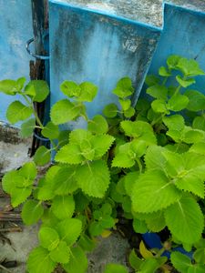 Ajwain Plant Cuttings