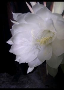 Bharamh Kamal Flower Plant