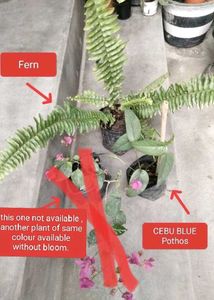 Assorted Plants - Fern, Bougainvillea & Pothos
