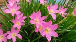 Lily For Home Gardening