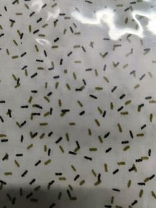 Unstitched Pant Shirt Fabric