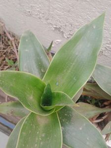 Vibrant Green Indoor Plant