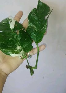 epipremnum pinnatum albo Cuttings