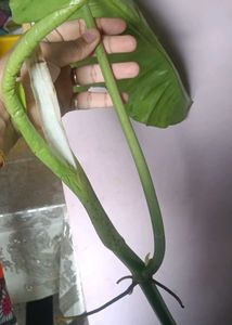 Paraiso Verde cutting