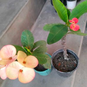 Beautiful Crown of Thorns Plants(4 variety)