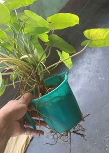 Variegated  burl marx Plant