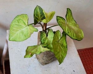 2 Pack Arrowhead Plants 🌱