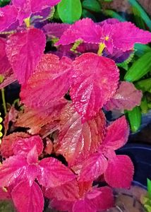Different Varieties Coleus Live Plants