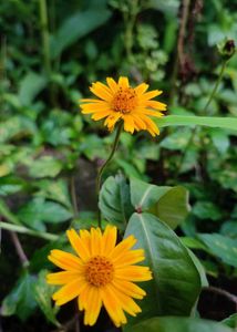 Wedelia plant Bright Yellow Flowers