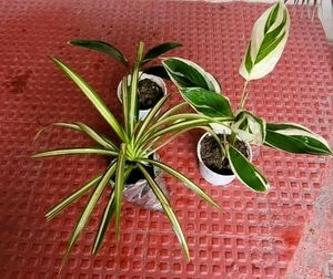 Set 3 Never...&amp;Dracaena Ruby Healthy Plant