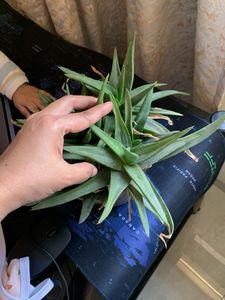 green Aloe variegated