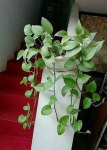 Evergreen Money Plant 🌵