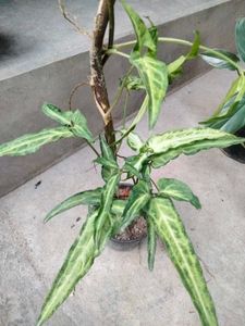 Indoor plants combo