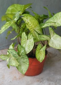 Syngonium Podophyllum Arrowhead