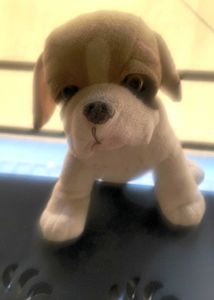 Adorable SoftToy Pug Dog Kutta for Sale! 🐾