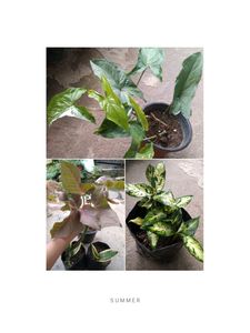 Combo Plant