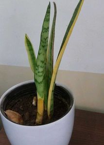 Snake Plant in White Pot