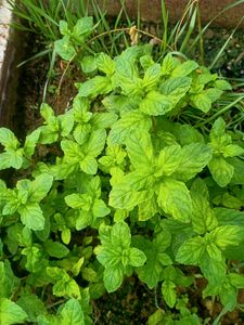 Pudina/ Mint Plant
