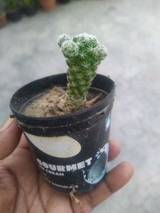 Rare And Expensive Cactus Plant