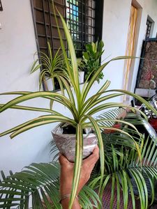 Pack 2 Nevernever &amp; Pandanus veitchii Plant 🪴&amp;Pot