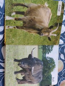 My First Book of Farm Animals